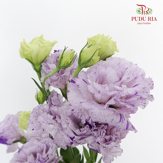 Eustoma Purple (12-15 Stems) - Pudu Ria Florist Southern