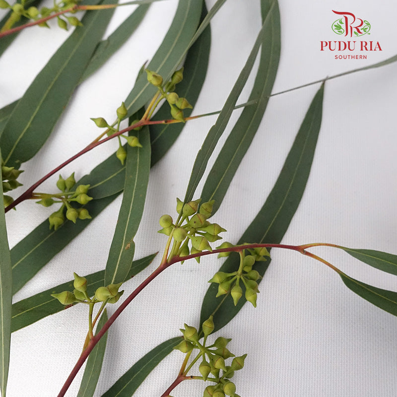 Eucalyptus With Berry (Per Bundle) - Pudu Ria Florist Southern