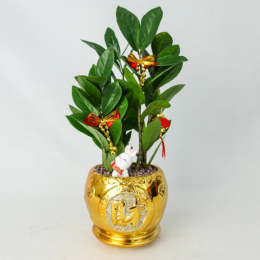 Lucky Plant Rabbit 幸运兔 / Per Pot - Pudu Ria Florist Southern