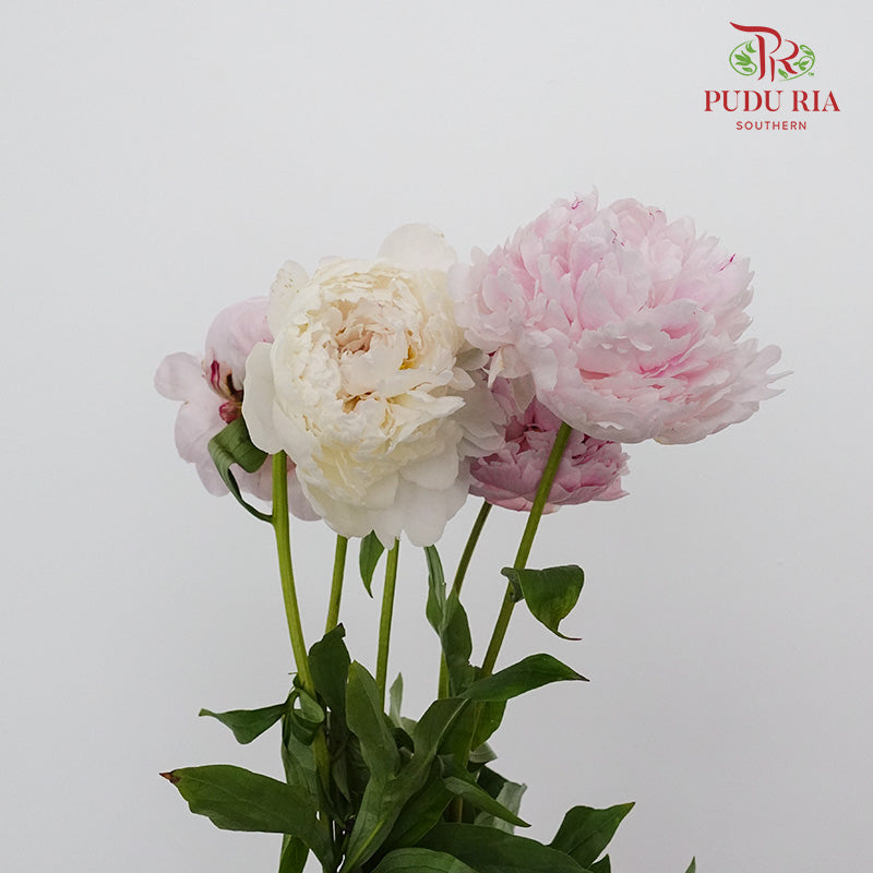 Peony White/Pink (5 stems) - Pudu Ria Florist Southern