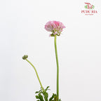 Ranunculus Pon Pon (8 - 10 Stems) - Pudu Ria Florist Southern