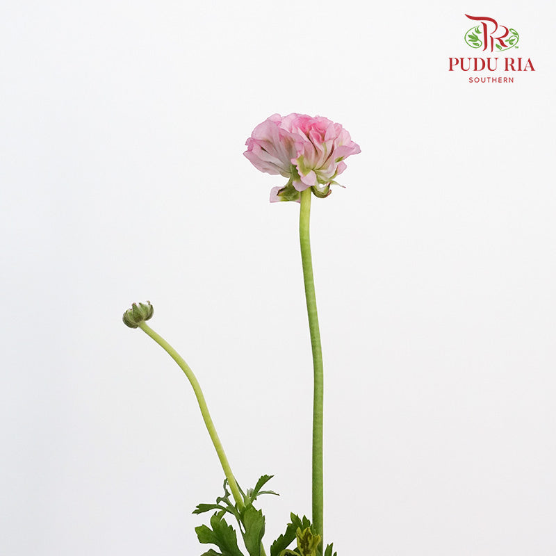 Ranunculus Pon Pon (8 - 10 Stems) - Pudu Ria Florist Southern