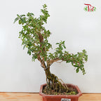 Serissa Variegated (M) - Pudu Ria Florist Southern