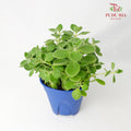 Plectranthus Tomentosa 碰碰香 - Pudu Ria Florist Southern