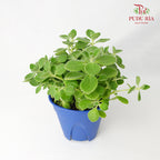 Plectranthus Tomentosa 碰碰香 - Pudu Ria Florist Southern