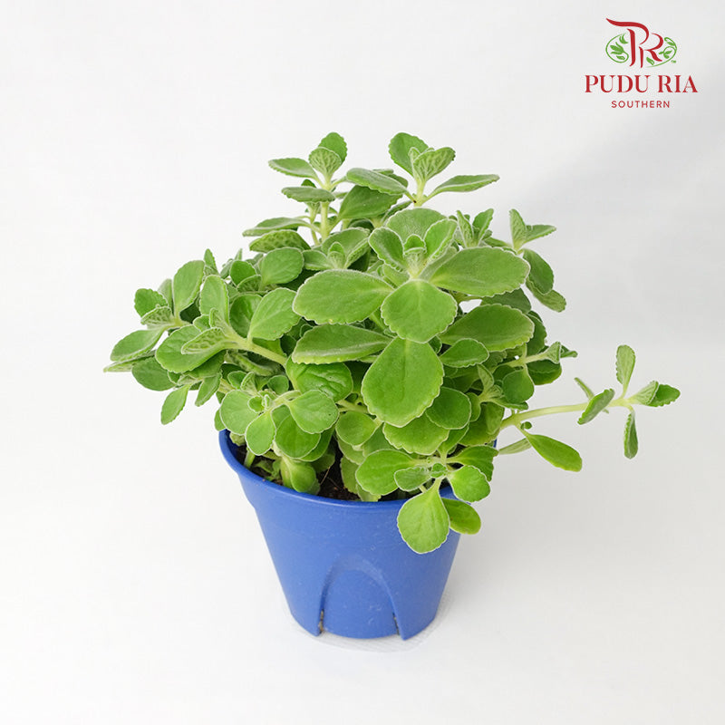 Plectranthus Tomentosa 碰碰香 - Pudu Ria Florist Southern