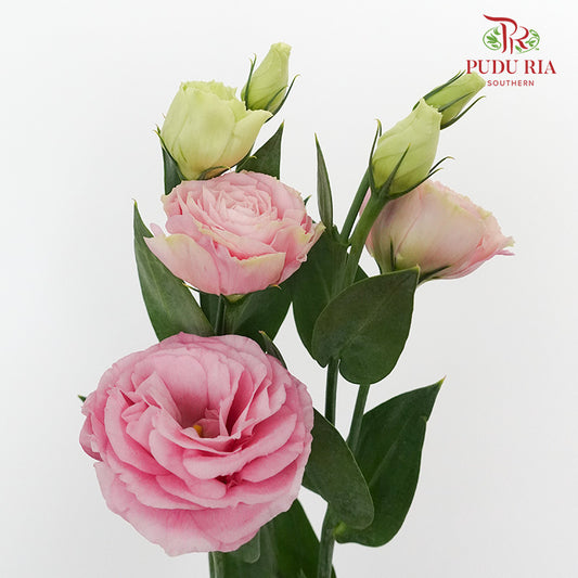 Eustoma Aube Type Pink (12-15 Stems) - Pudu Ria Florist Southern