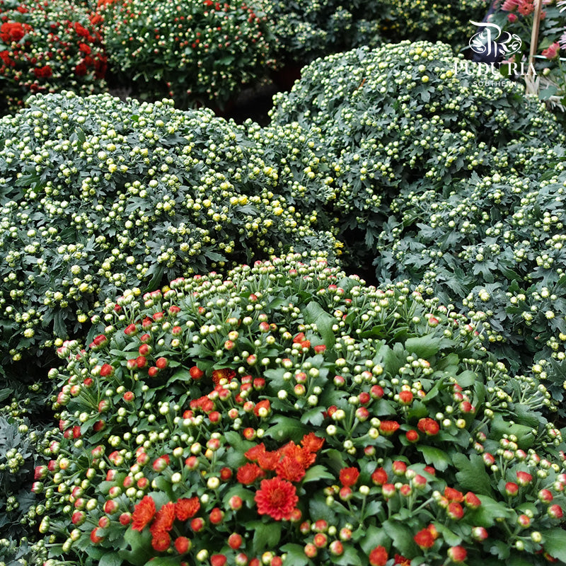 Chrysanthemum Gypsophila 菊花满天星 - Pudu Ria Florist Southern