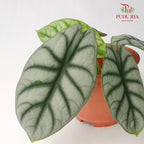 Alocasia Silver Dragon - Pudu Ria Florist Southern
