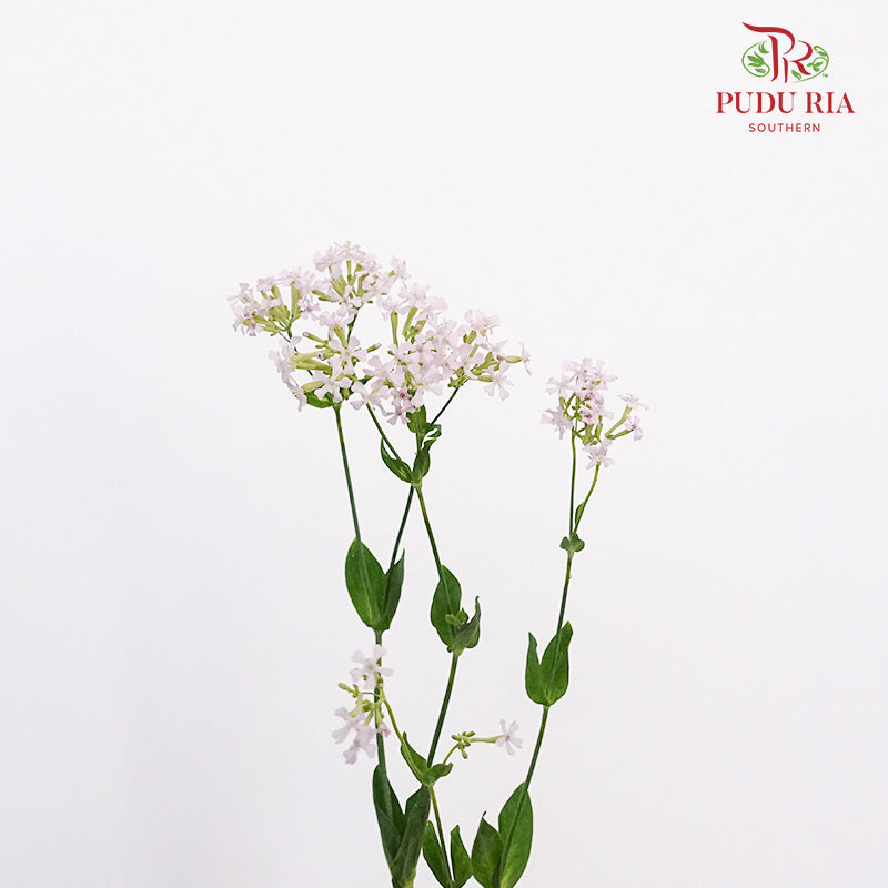 Saponaria - Pudu Ria Florist Southern