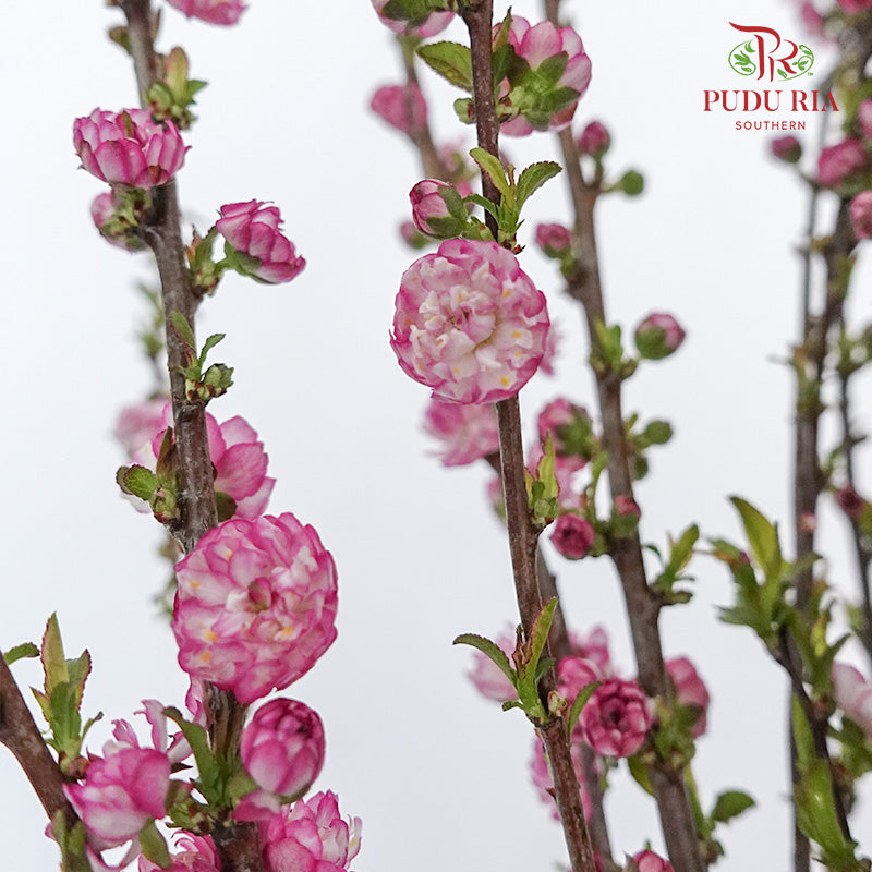 Snow Flake Pink - Pudu Ria Florist Southern
