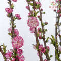 Snow Flake Pink - Pudu Ria Florist Southern
