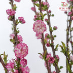 Snow Flake Pink - Pudu Ria Florist Southern