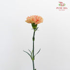 Carnation Cream Cup 18-20 Stems - Pudu Ria Florist Southern