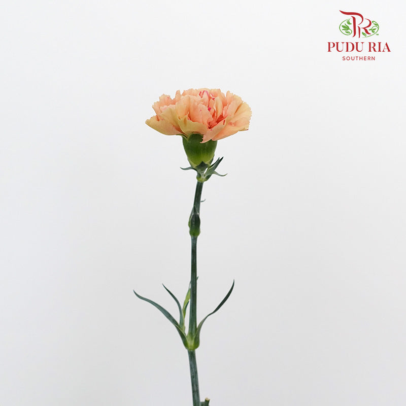 Carnation Cream Cup 18-20 Stems - Pudu Ria Florist Southern