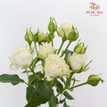 Rose Spray First Snow (8-10 Stems) - Pudu Ria Florist Southern