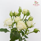 Rose Spray First Snow (8-10 Stems) - Pudu Ria Florist Southern