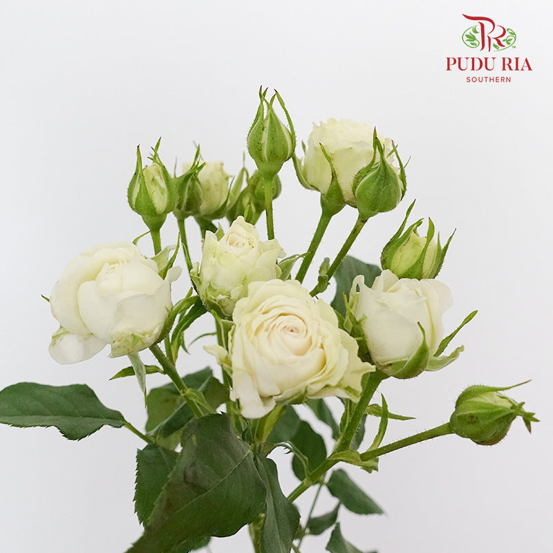 Rose Spray First Snow (8-10 Stems) - Pudu Ria Florist Southern