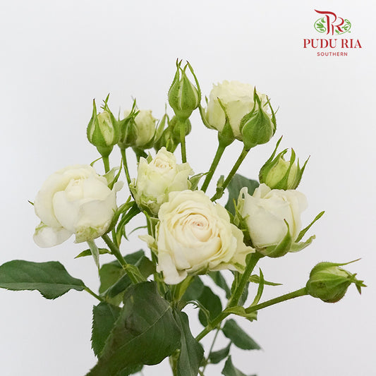 Rose Spray First Snow (8-10 Stems) - Pudu Ria Florist Southern