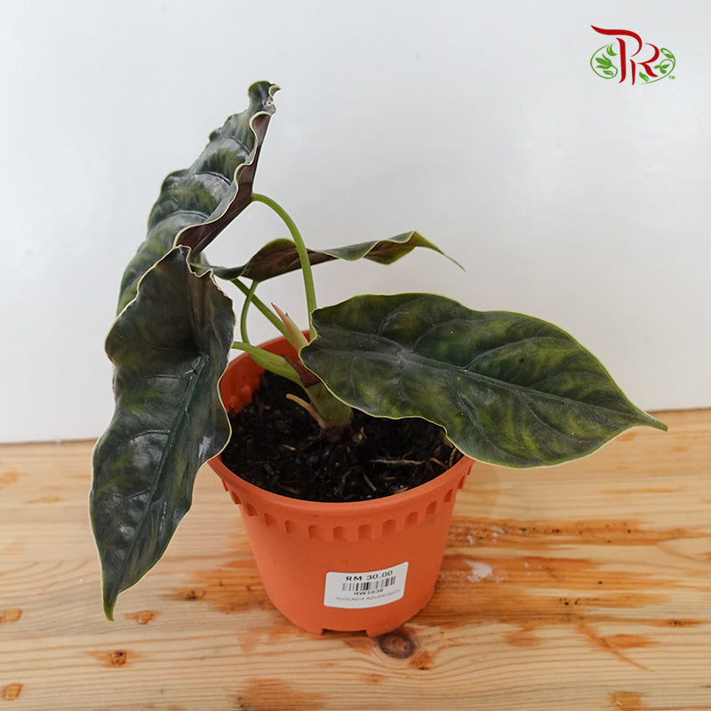 Alocasia Azlanii - Pudu Ria Florist Southern