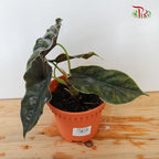 Alocasia Azlanii - Pudu Ria Florist Southern