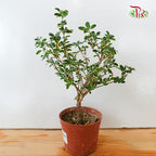 Serissa Variegated (S) - Pudu Ria Florist Southern