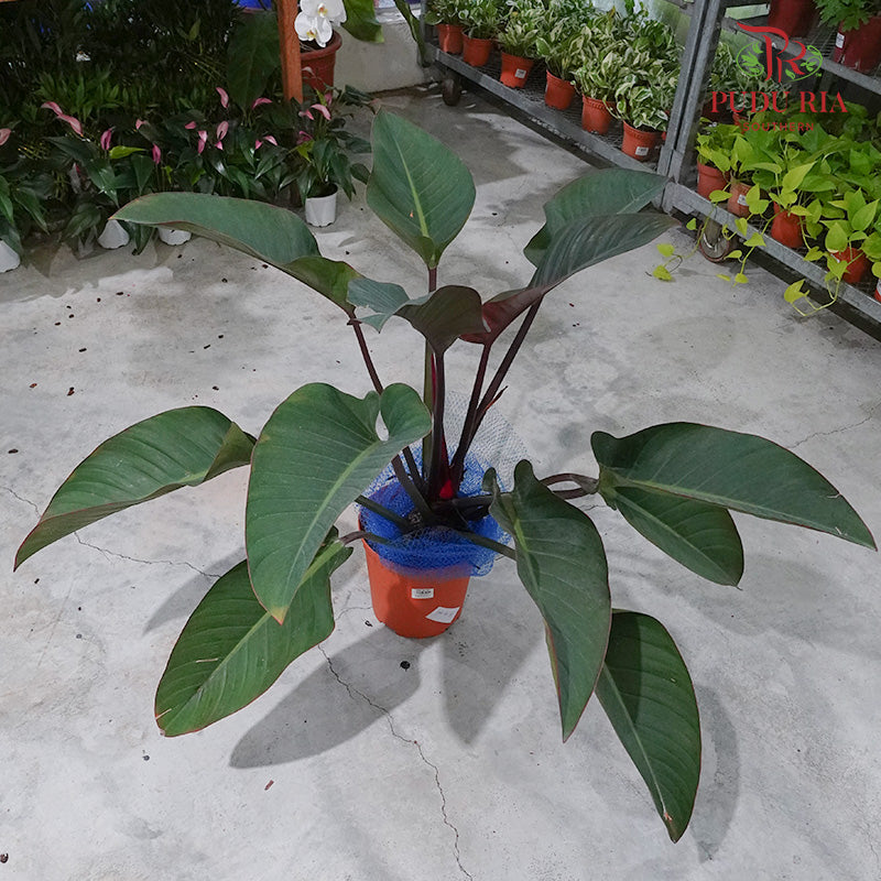 Philodendron Red Congo - Pudu Ria Florist Southern