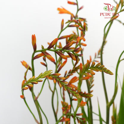 Crocosmia Orange Lucifer - Pudu Ria Florist Southern