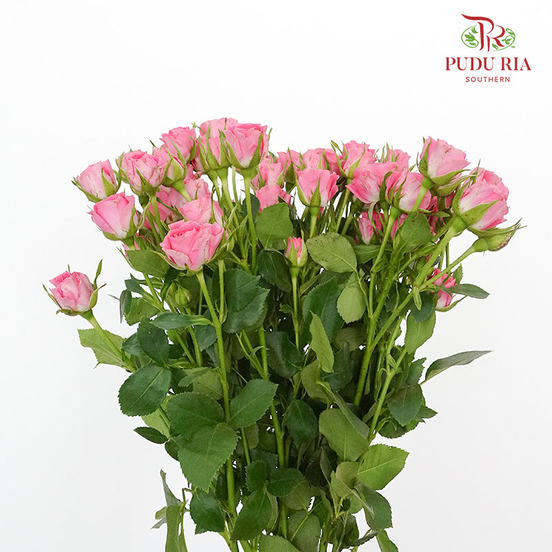 Rose Spray Cherry Pink (8-10 Stems) - Pudu Ria Florist Southern