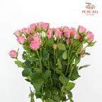 Rose Spray Cherry Pink (8-10 Stems) - Pudu Ria Florist Southern