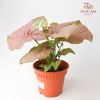 Syngonium Milk Confetti - Pudu Ria Florist Southern