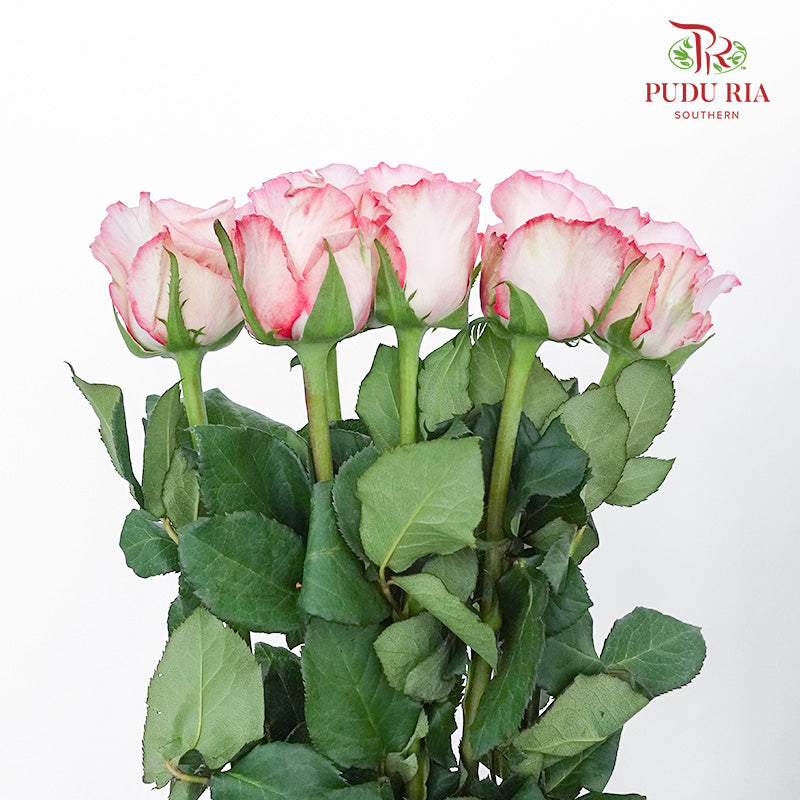 Rose Joyce (6 Stems) - Pudu Ria Florist Southern