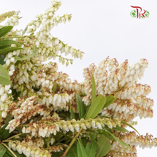 Pieris Japonica White - Pudu Ria Florist Southern