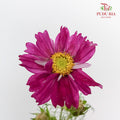 Cosmos Bipinnatus Purple (Per Bundle) - Pudu Ria Florist Southern
