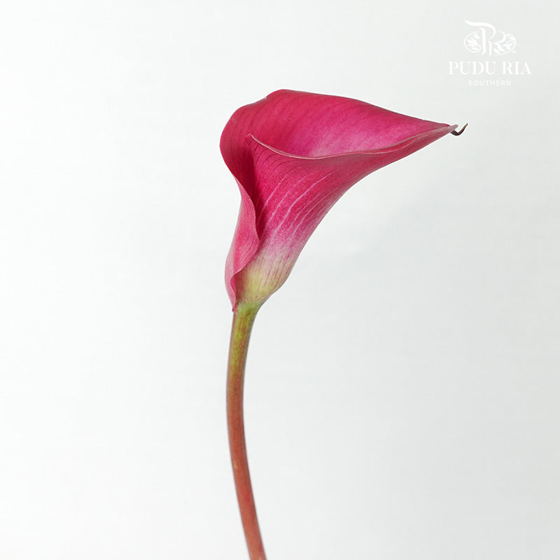 Calla Lily Cherry Pink - 5 Stems - Pudu Ria Florist Southern