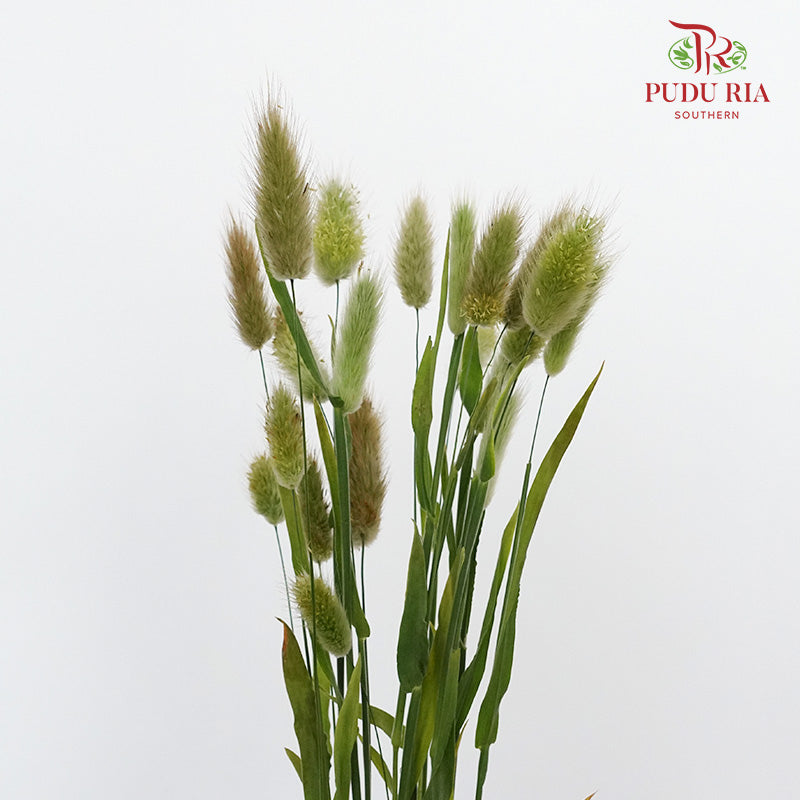 Bunny Tail - Pudu Ria Florist Southern