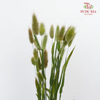 Bunny Tail - Pudu Ria Florist Southern