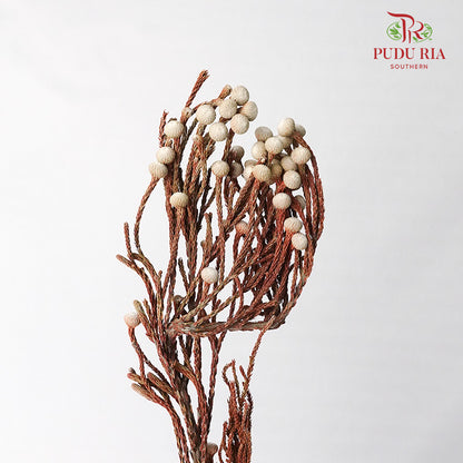 Dry Silver Brunia Small - Offer Item - Pudu Ria Florist Southern