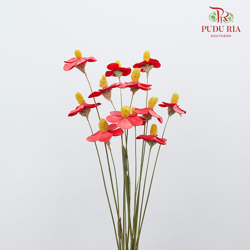 Dry Violet - Red - Pudu Ria Florist Southern