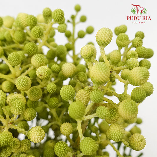 Berzelia Coral - Pudu Ria Florist Southern