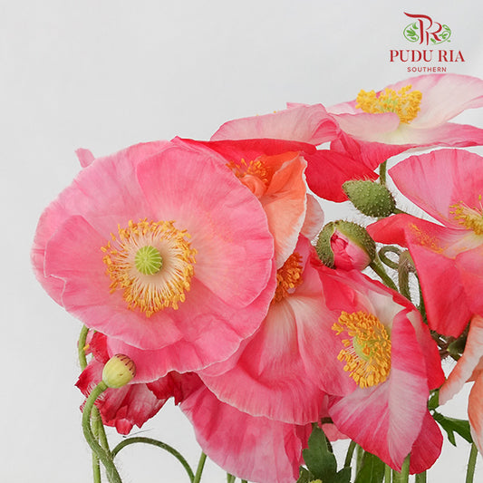 Corn Poppy - Pudu Ria Florist Southern