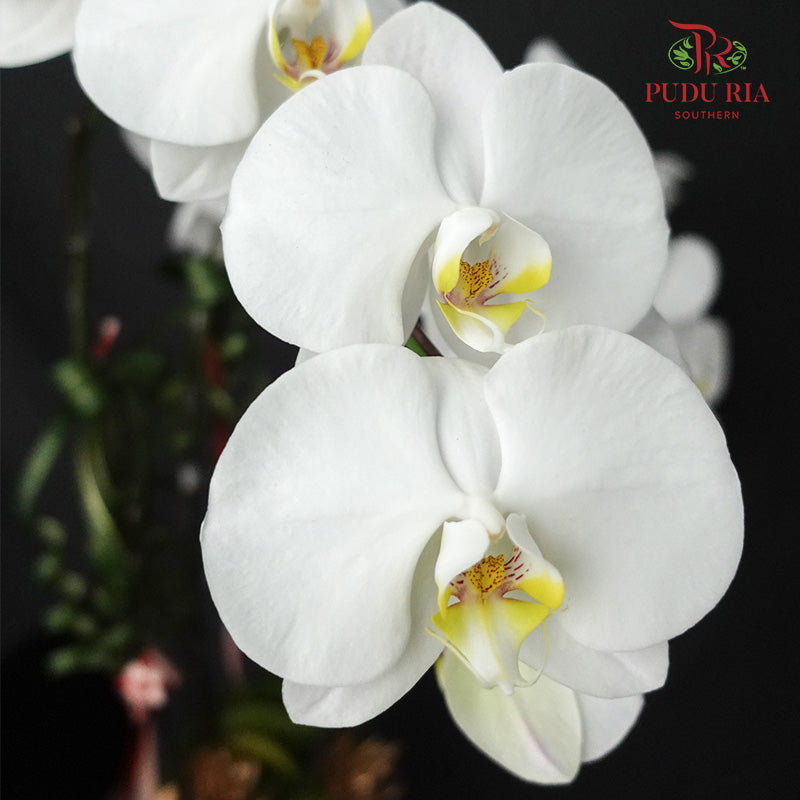Hari Raya Phalaenopsis Orchid Arrangement (2 stems) - Pudu Ria Florist Southern