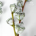 Eucalyptus nut - Pudu Ria Florist Southern