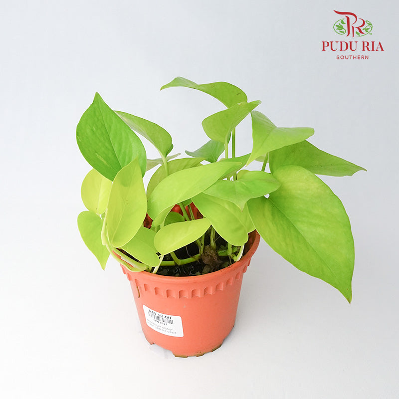 Epipremnum Money Plant Green - Pudu Ria Florist Southern