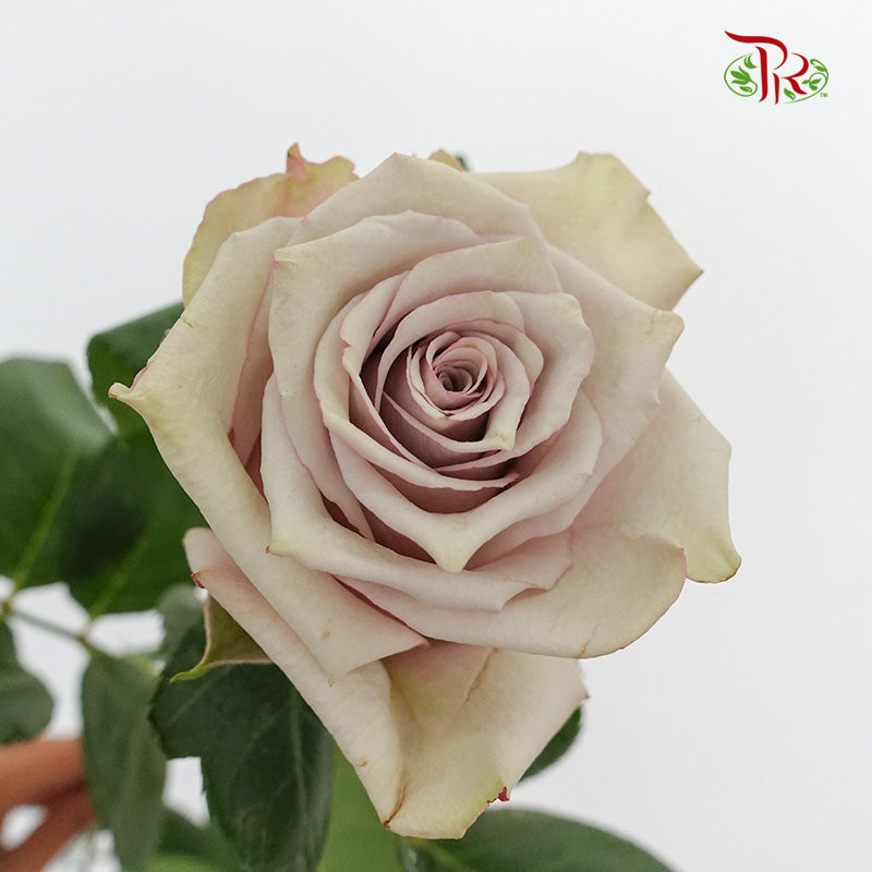 Rose Wild Moss (8-10 Stems) - Pudu Ria Florist Southern