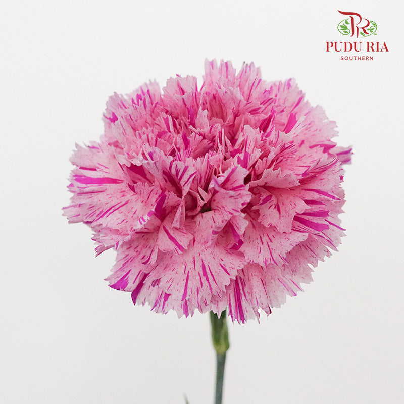 Carnation Jubille (8-10 Stems) - Pudu Ria Florist Southern
