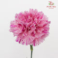 Carnation Jubille (8-10 Stems) - Pudu Ria Florist Southern