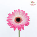 Gerbera White/Purple (8-10 Stems) - Pudu Ria Florist Southern