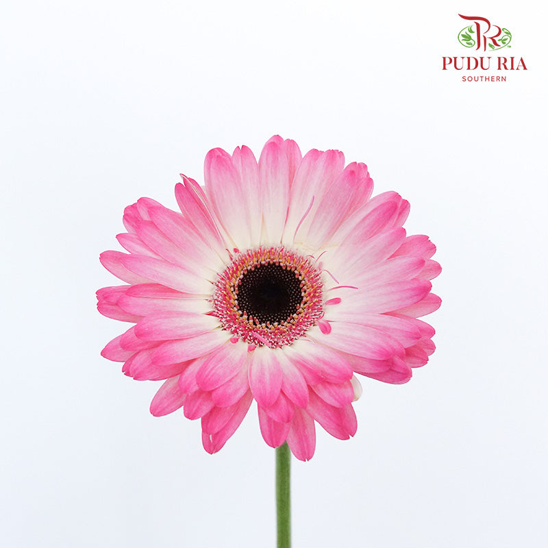 Gerbera White/Purple (8-10 Stems) - Pudu Ria Florist Southern