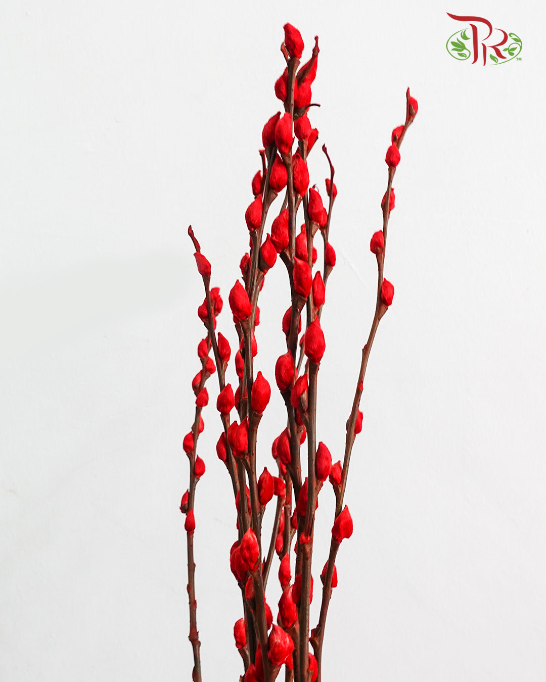 银柳 Pussy Willow Red - Pudu Ria Florist Southern